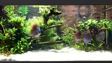 Aquarium Hauptansicht von Diskus Naturaquarium