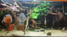 Aquarium Hauptansicht von Diskus Traum # abgebaut#
