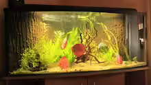 Aquarium Hauptansicht von Diskus