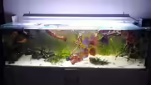 Aquarium Hauptansicht von Diskusbecken