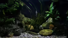 Aquarium Hauptansicht von Drachen Tank