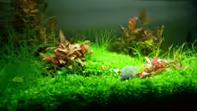 Aquarium Hauptansicht von Dry Start Scape Mein Nanoprojekt