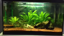 Aquarium Hauptansicht von EHEIM Aquapro 80