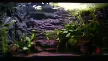 Aquarium Hauptansicht von Froschgrotte