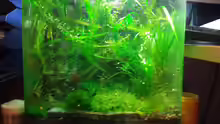 Aquarium Hauptansicht von Garni Becken