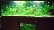 Aquarium Hauptansicht von Görlitzer Wasser