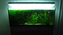 Aquarium Hauptansicht von Grünes Dickicht (~aufgelöst~)