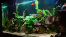 Aquarium Hauptansicht von Guppyland