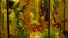 Aquarium Hauptansicht von Haselnuss goes Aquarium