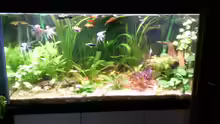 Aquarium Hauptansicht von im Wohnzimmer