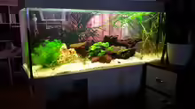 Aquarium Hauptansicht von juwel 240l