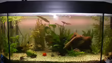 Aquarium Hauptansicht von Juwel Panorama 100