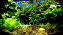 Aquarium Hauptansicht von Juwel Vision 190 Stand 04.01.2014