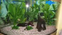 Aquarium Hauptansicht von Juwel