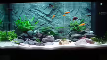 Aquarium Hauptansicht von Juwell Rio 180