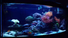 Aquarium Hauptansicht von JuwelVision ! AUFGELÖST !