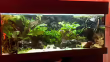 Aquarium Hauptansicht von Kleiner Urwald