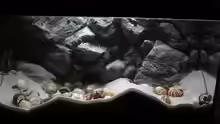 Aquarium Hauptansicht von Kuchimba kibushuti verkauft