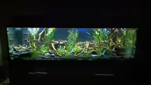 Aquarium Hauptansicht von L 46 Rio Xingu