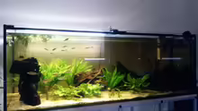 Aquarium Hauptansicht von Links ( Licht fährt gerade hoch bei 100% schaltet sich