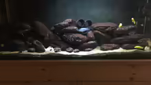 Aquarium Hauptansicht von Malawi Mbuna Tank vor Umbau