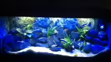 Aquarium Hauptansicht von MALAWI TANK