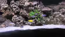 Aquarium Hauptansicht von Malawi