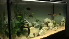 Aquarium Hauptansicht von Malawisee (Übergangszone)