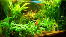Aquarium Hauptansicht von Manni  Rio 125