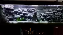 Aquarium Hauptansicht von Mbuna Becken - noch in Arbeit