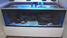 Aquarium Hauptansicht von Mbuna meets Basalt