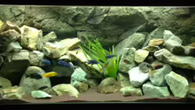 Aquarium Hauptansicht von Mbuna Rocks