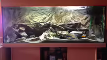 Aquarium Hauptansicht von Mbunas 2014