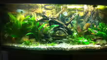 Aquarium Hauptansicht von Mein 450l Amazonasbecken