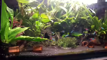 Aquarium Hauptansicht von mein 54l Aquarium