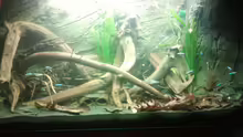 Aquarium Hauptansicht von Mein Rio Tapajos