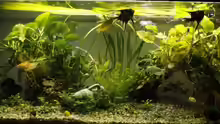 Aquarium Hauptansicht von Mein Schatz