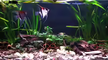 Aquarium Hauptansicht von mein stubenbecken