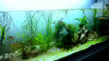 Aquarium Hauptansicht von Mesokosmos