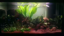 Aquarium Hauptansicht von Miniatur-Amazonien