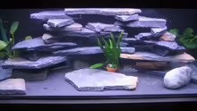 Aquarium Hauptansicht von minimalawi