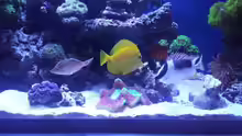 Aquarium Hauptansicht von minireef
