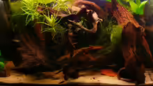 Aquarium Hauptansicht von Nanacara anomala