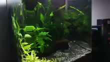 Aquarium Hauptansicht von Nano Cube 10l