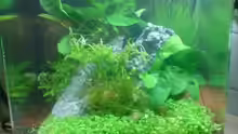 Aquarium Hauptansicht von Nano Cube Planted