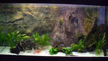Aquarium Hauptansicht von Neueinrichtung nach Umzug