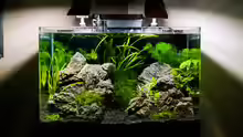 Aquarium Hauptansicht von Nickys 50 Liter Scaper´s Tank