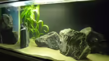 Aquarium Hauptansicht von Non Mbunas Rocks