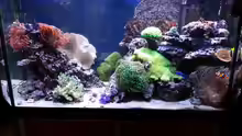 Aquarium Hauptansicht von No´s Reef