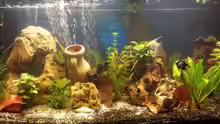 Aquarium Hauptansicht von nummer 1